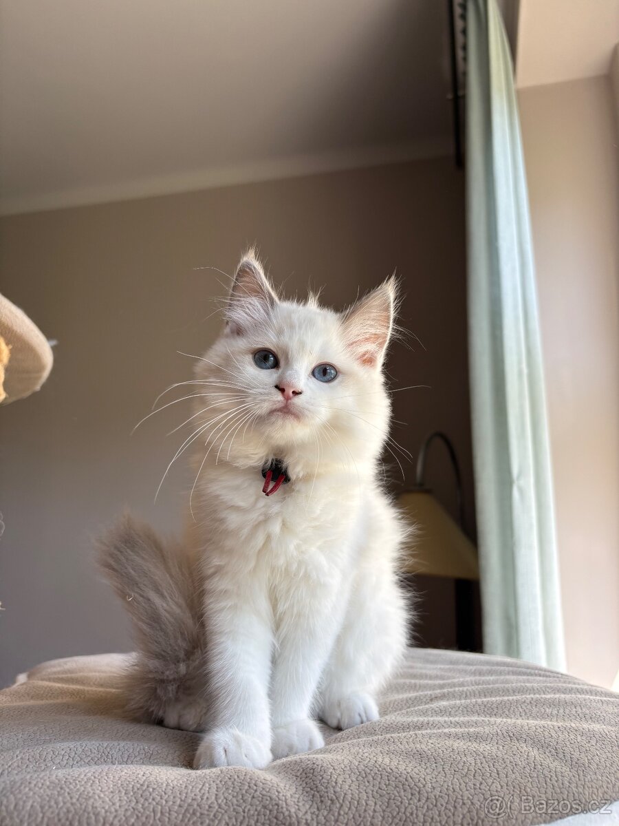 Ragdoll s PP / Ragdoll kotě s PP