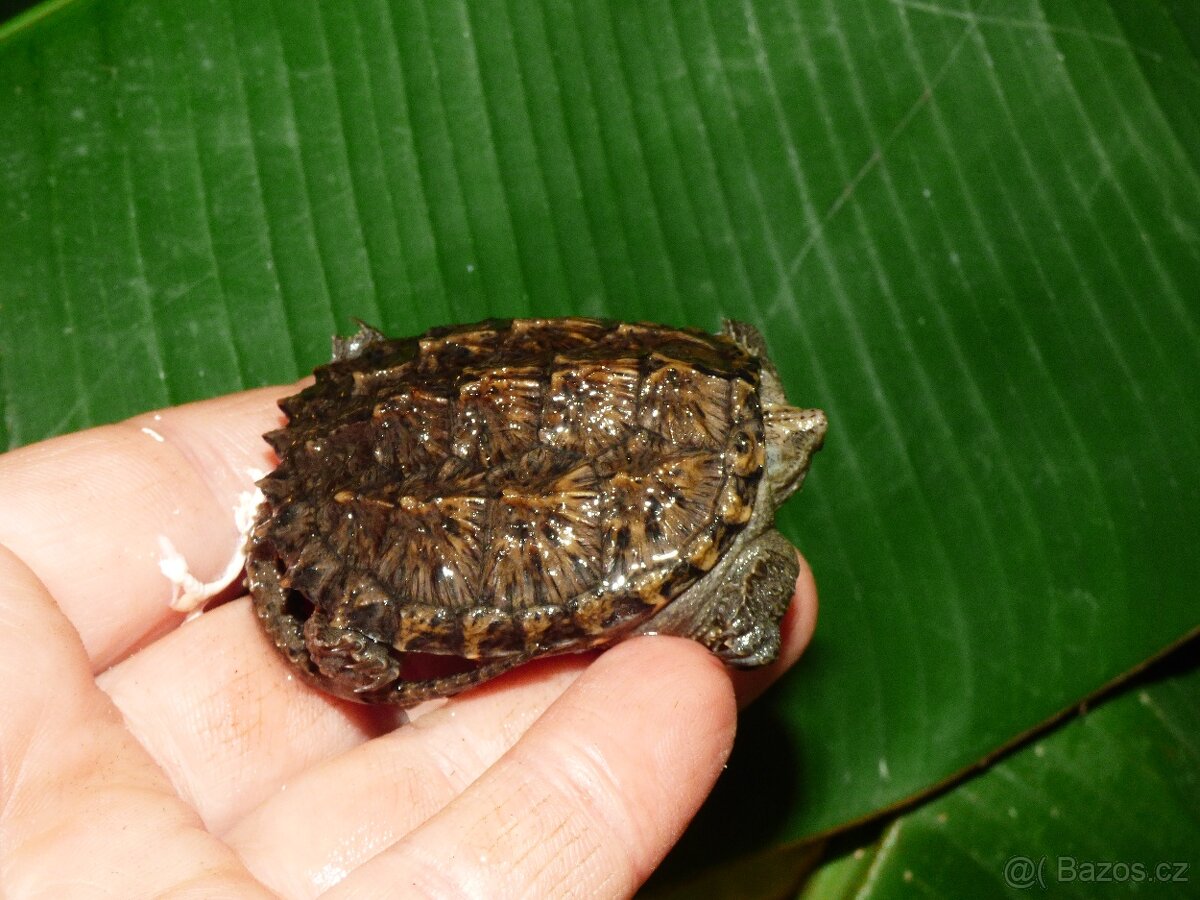 Kajmanka dravá (Chelydra serpentina)