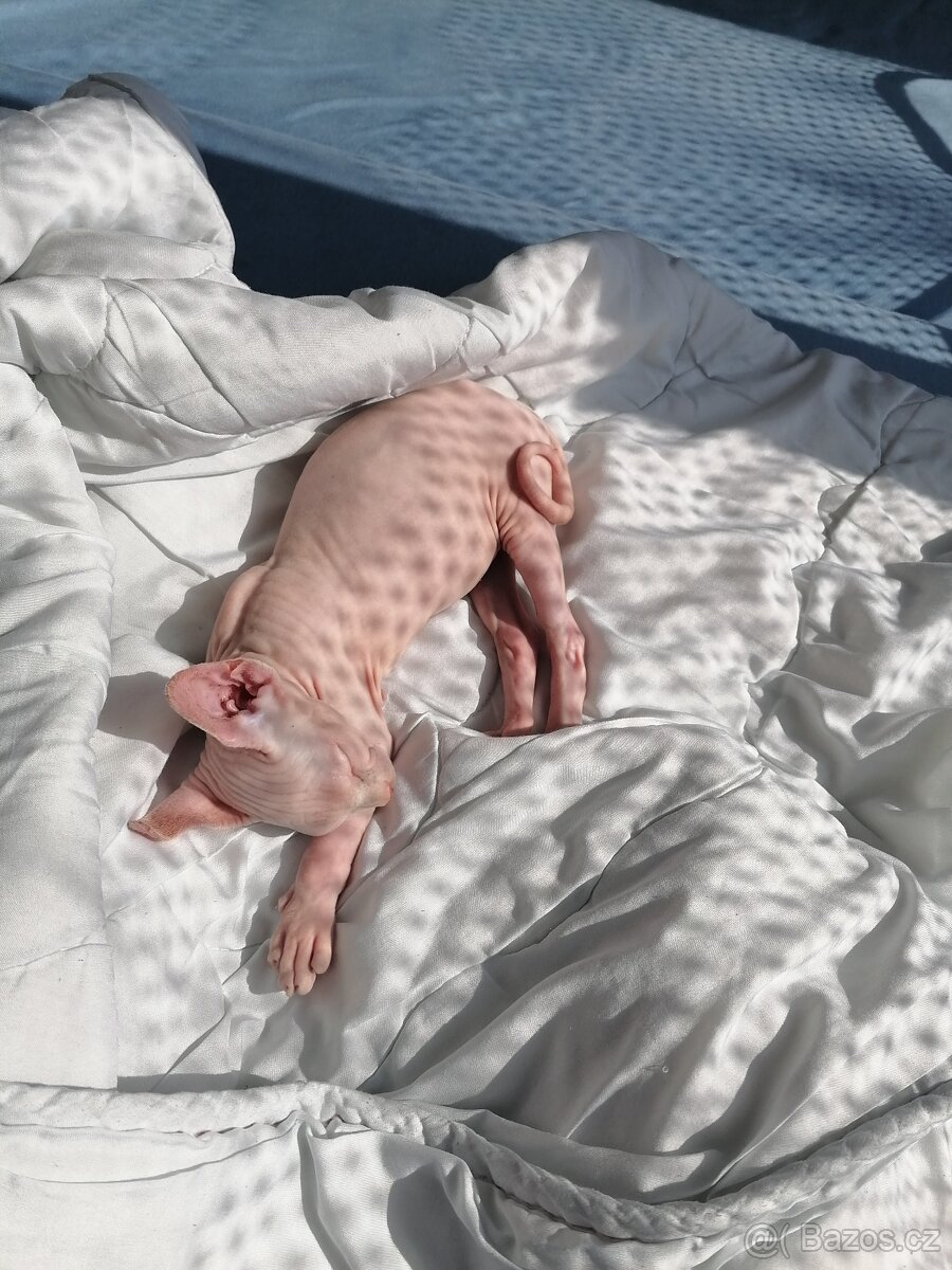 Kanadský sphynx