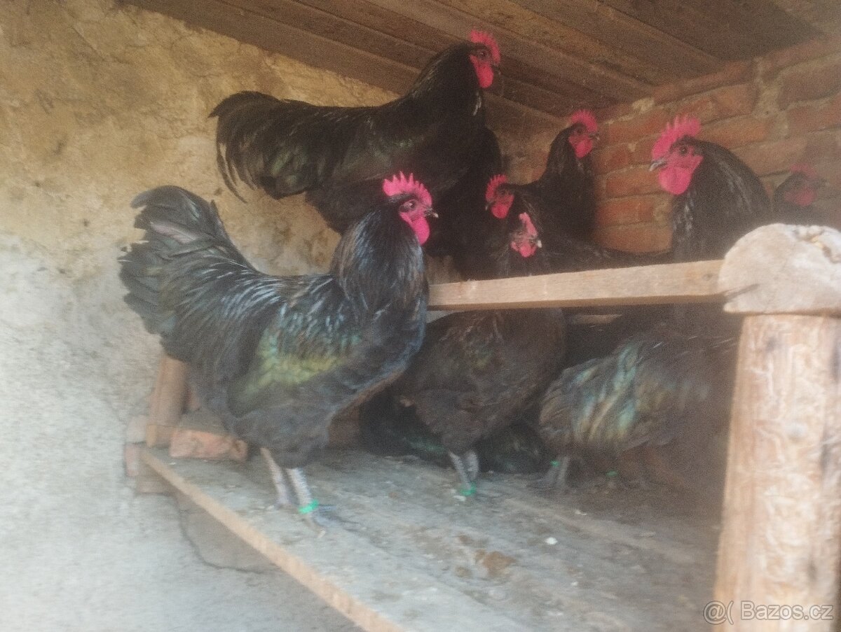 Kohouty Australky černé velké