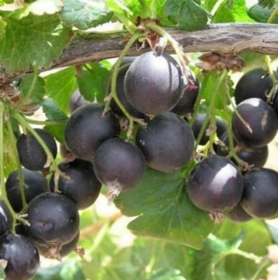 Josta,Červený rybíz a Černý rybíz