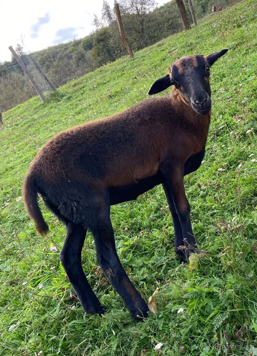 Kamerunska jehnička