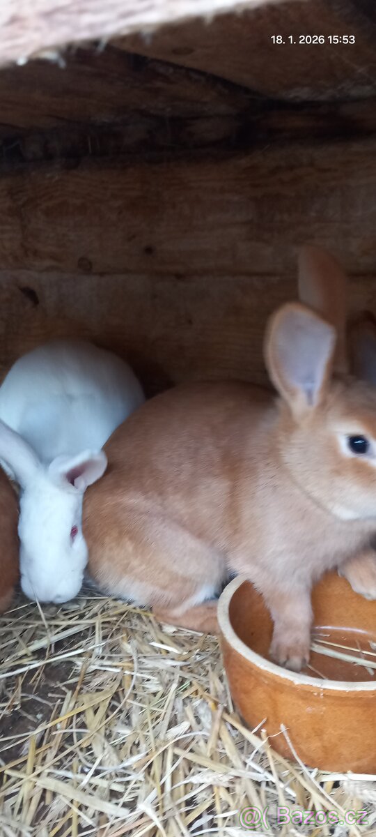 Prodám králíky