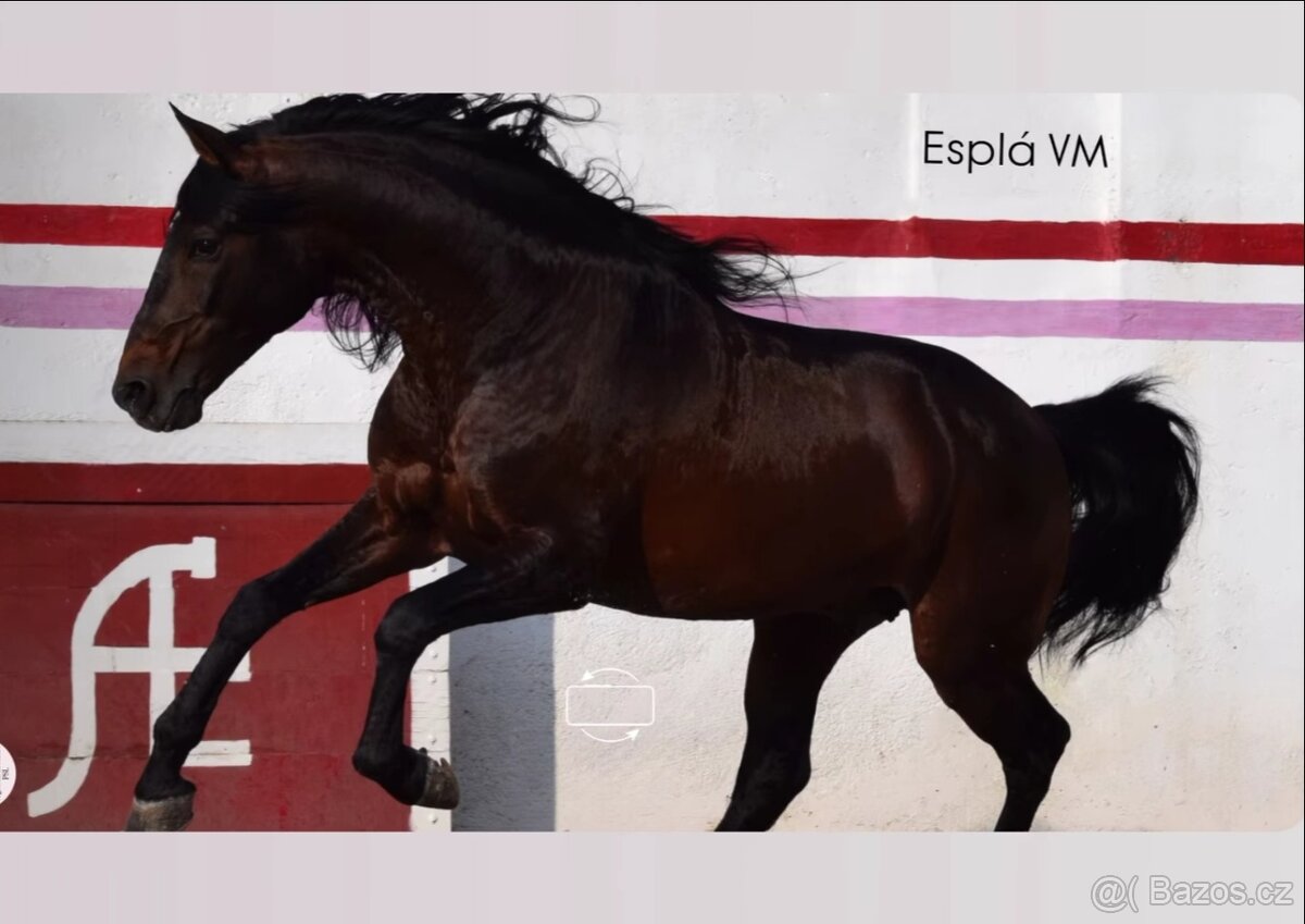 Lusitano hřebec - připouštění