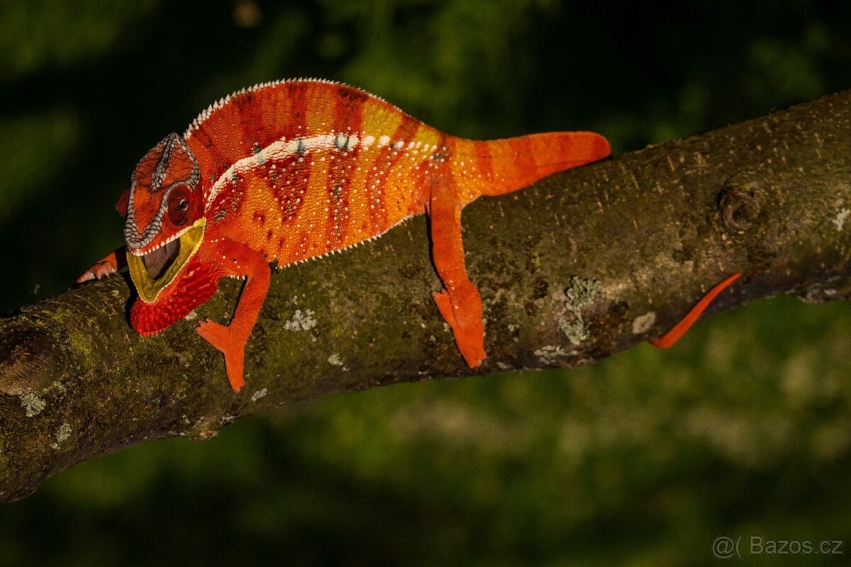 chameleon pardálí, terárium