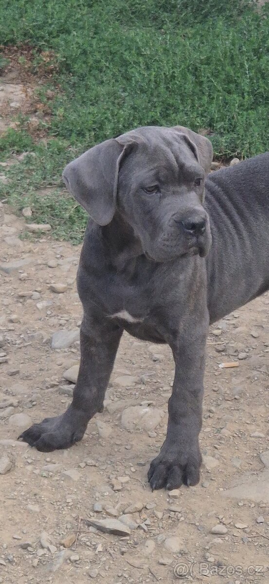 Cane corso s PP