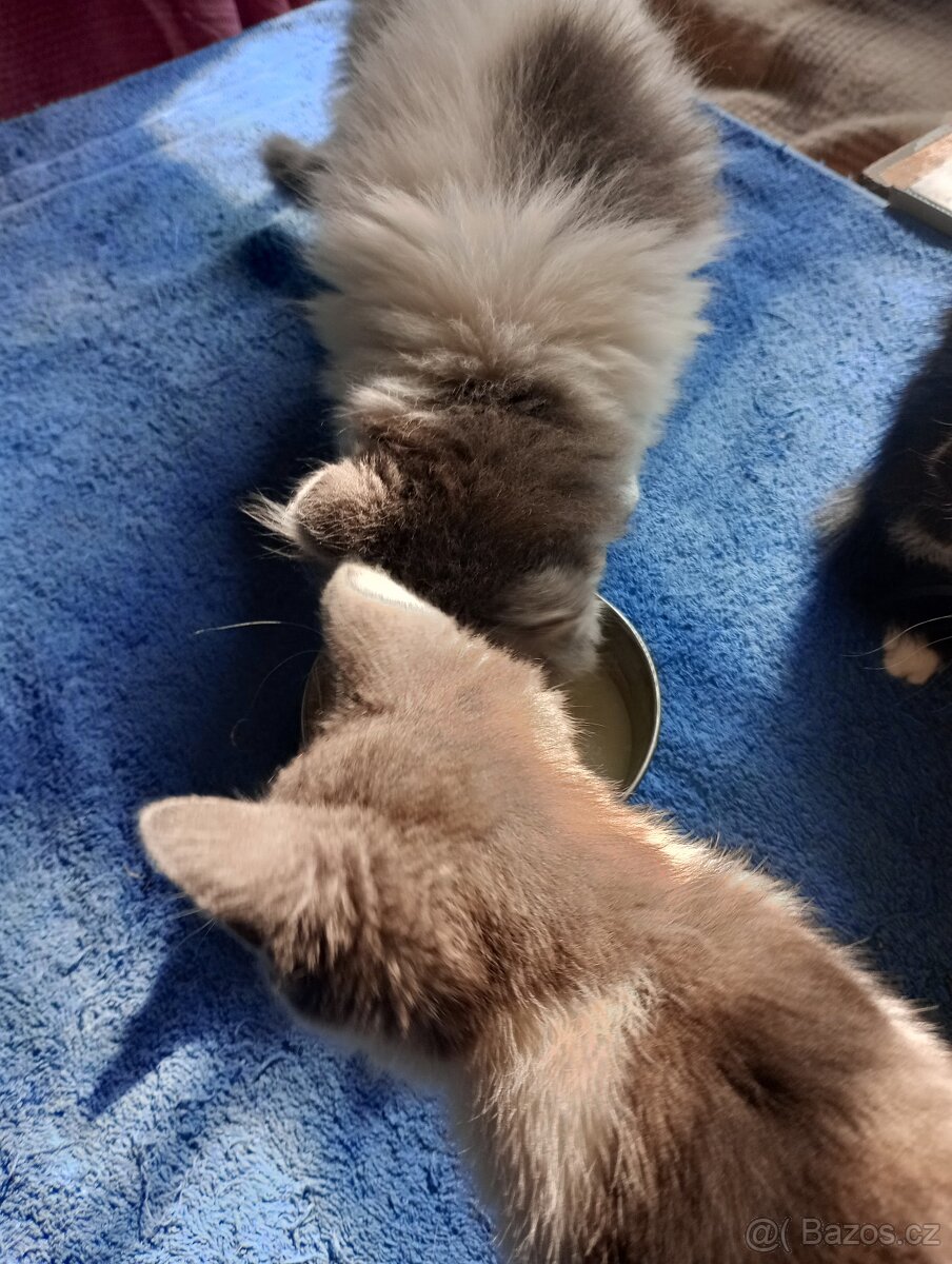 Koťátka k adopci