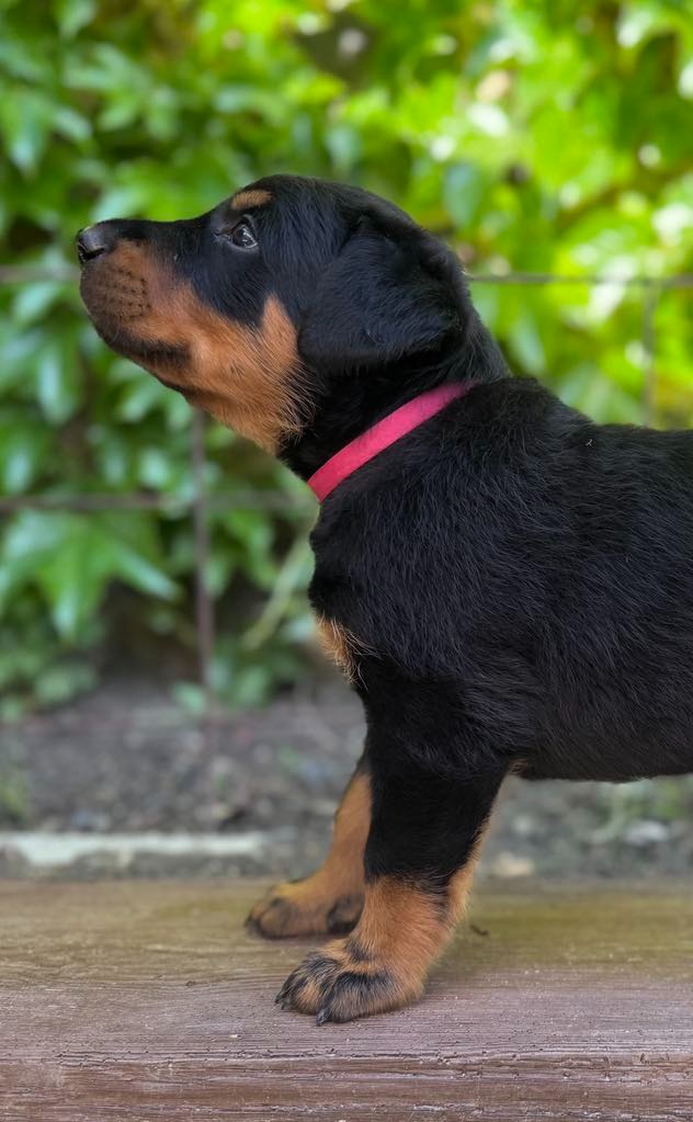 Beauceron štěńátka s PP