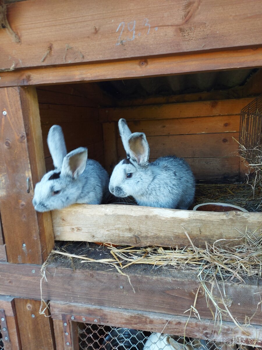 Velký světlý stříbřity