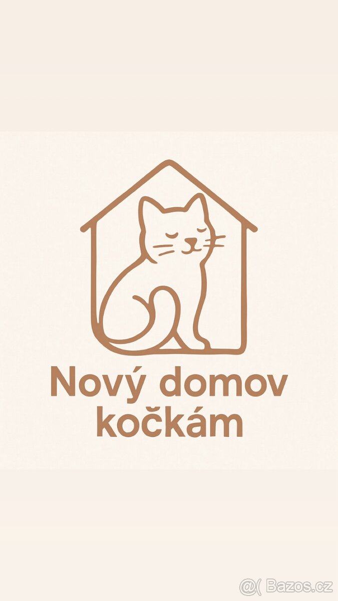 Sháním vybavení pro kočky