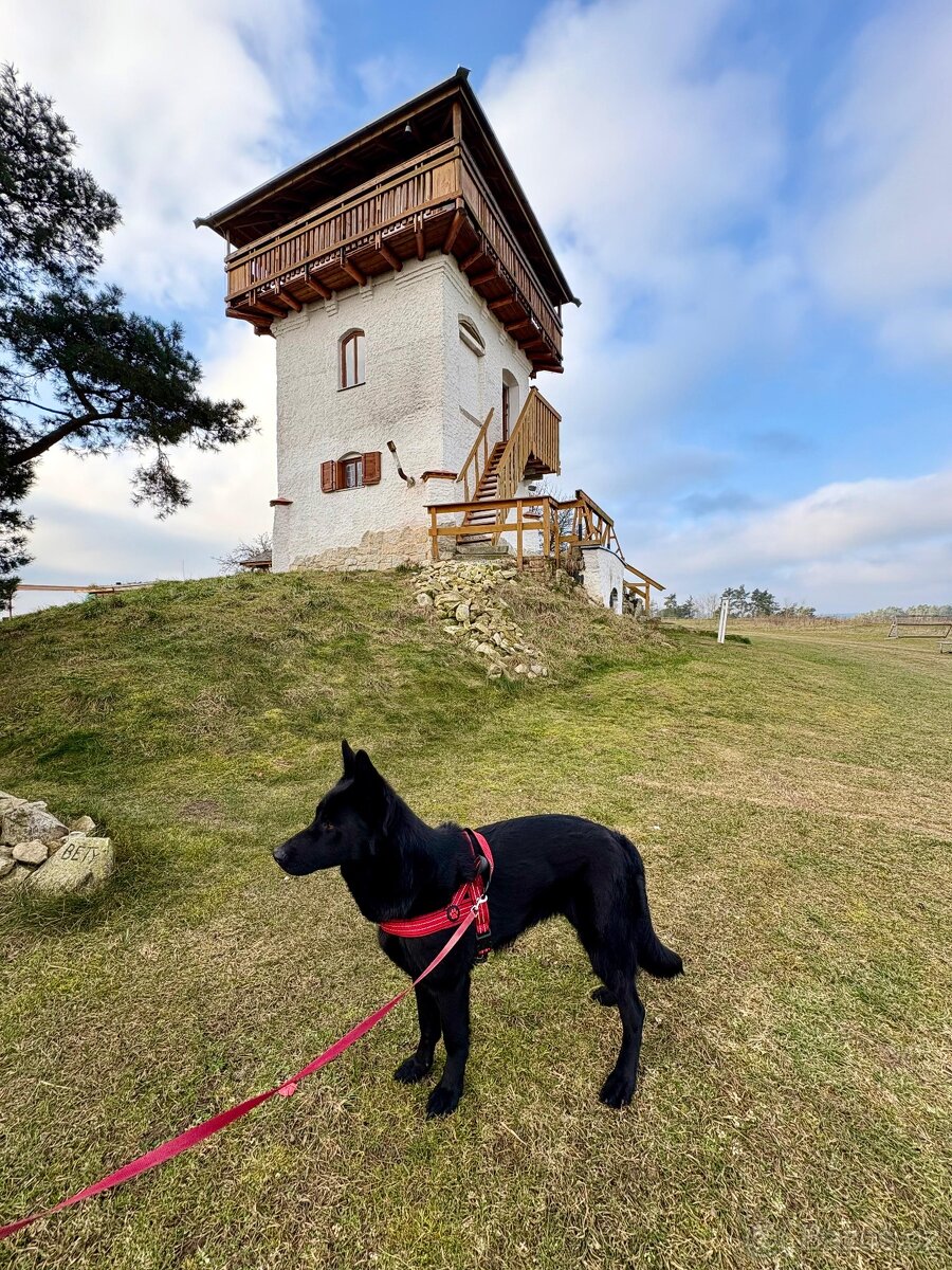 Štěňata Německého ovčáka