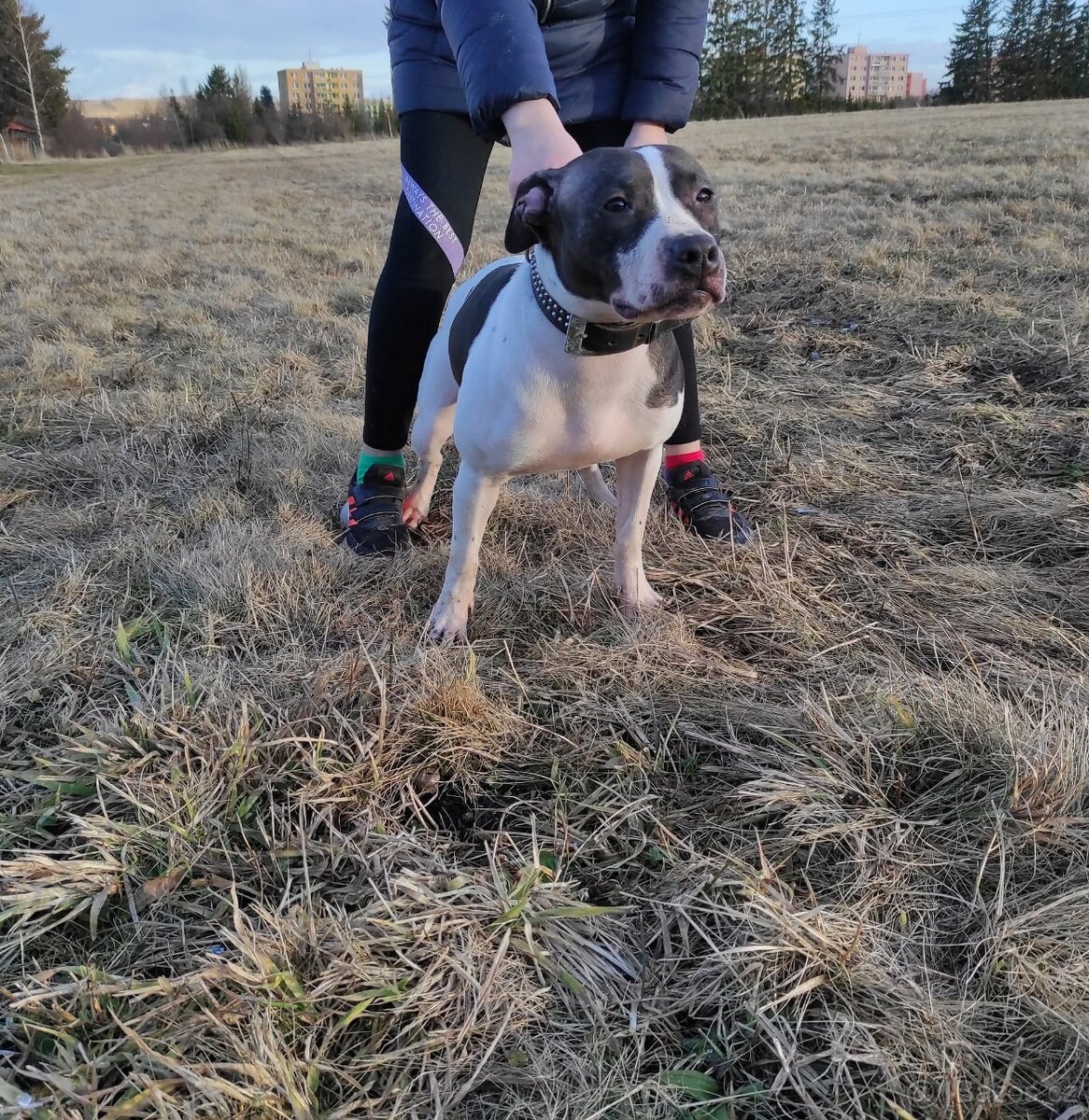 Krytí apbt s pp