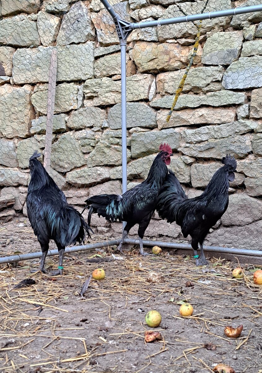 Kohouti Ayam Cemani, Cemanky, Cemanské slepice