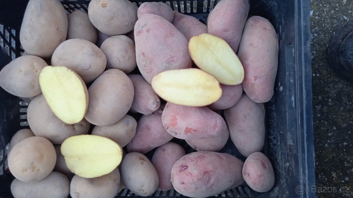 Brambory na uskladnění