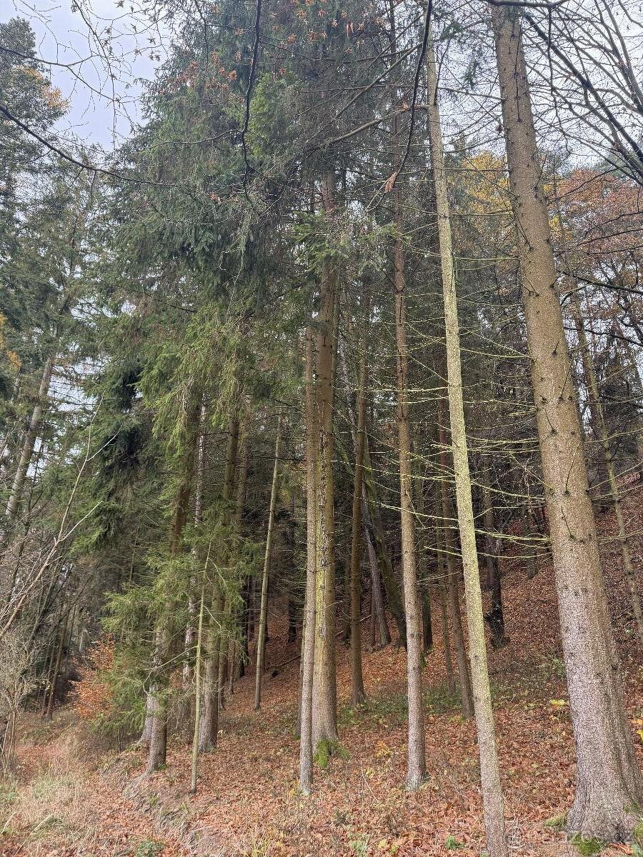 Prodám lesní pozemky v k.ú. Střemeníčko