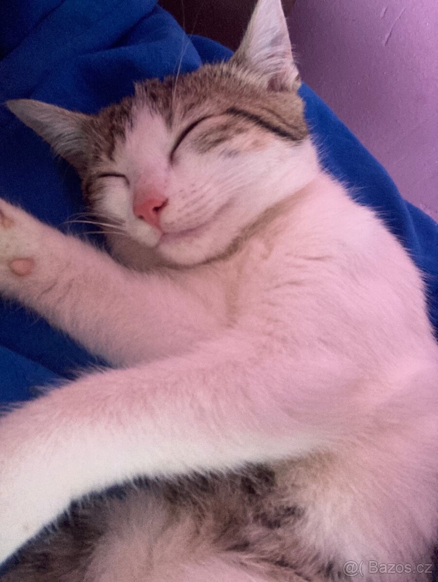 Daruji kocourka a kočičku.