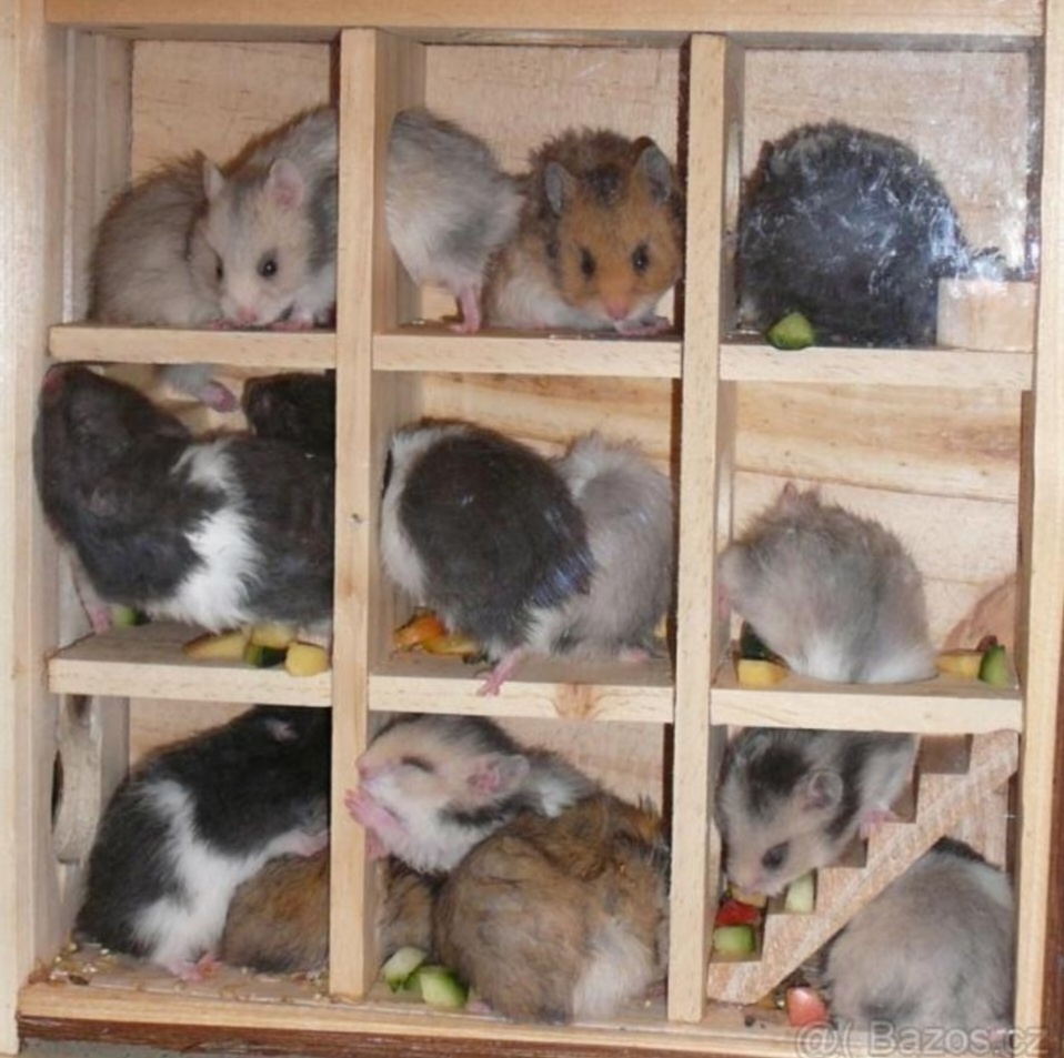 Křeček syrský/zlatý - mláďata