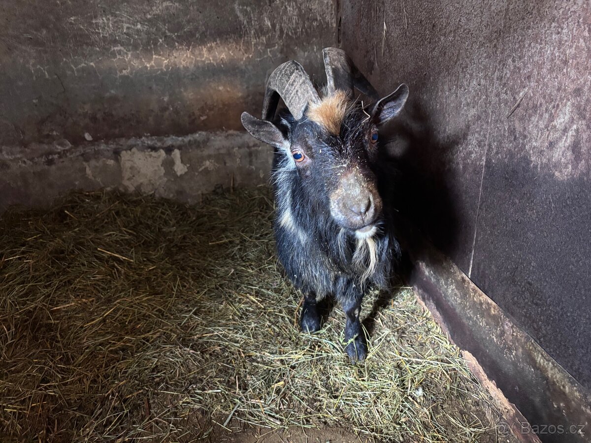 Kozel plemeník kamerunský