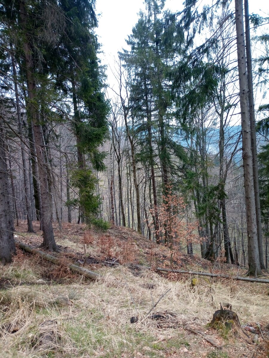 Palivové dřevo Buk, Smrk
