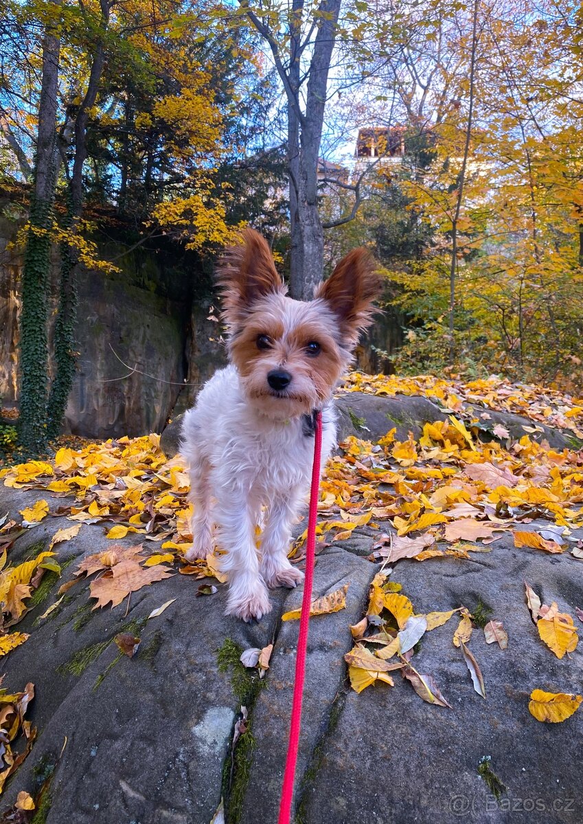 Hledáme nevěstu pro našeho biewera 🐶💛