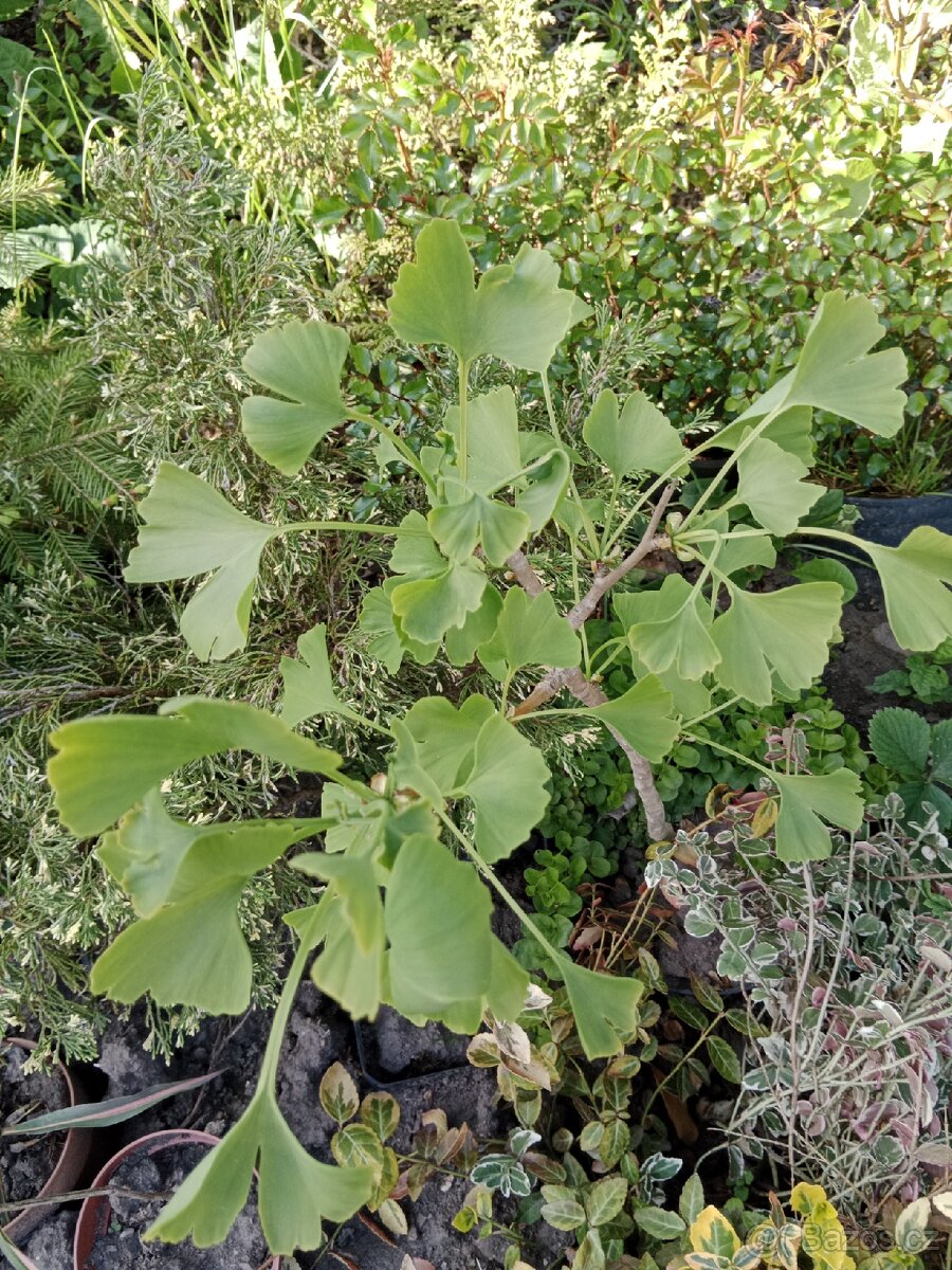 Ginko biloba