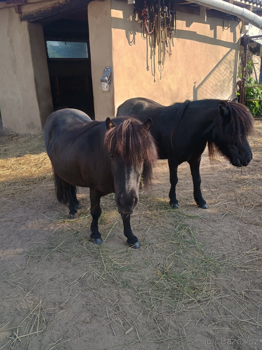 Shetland pony
