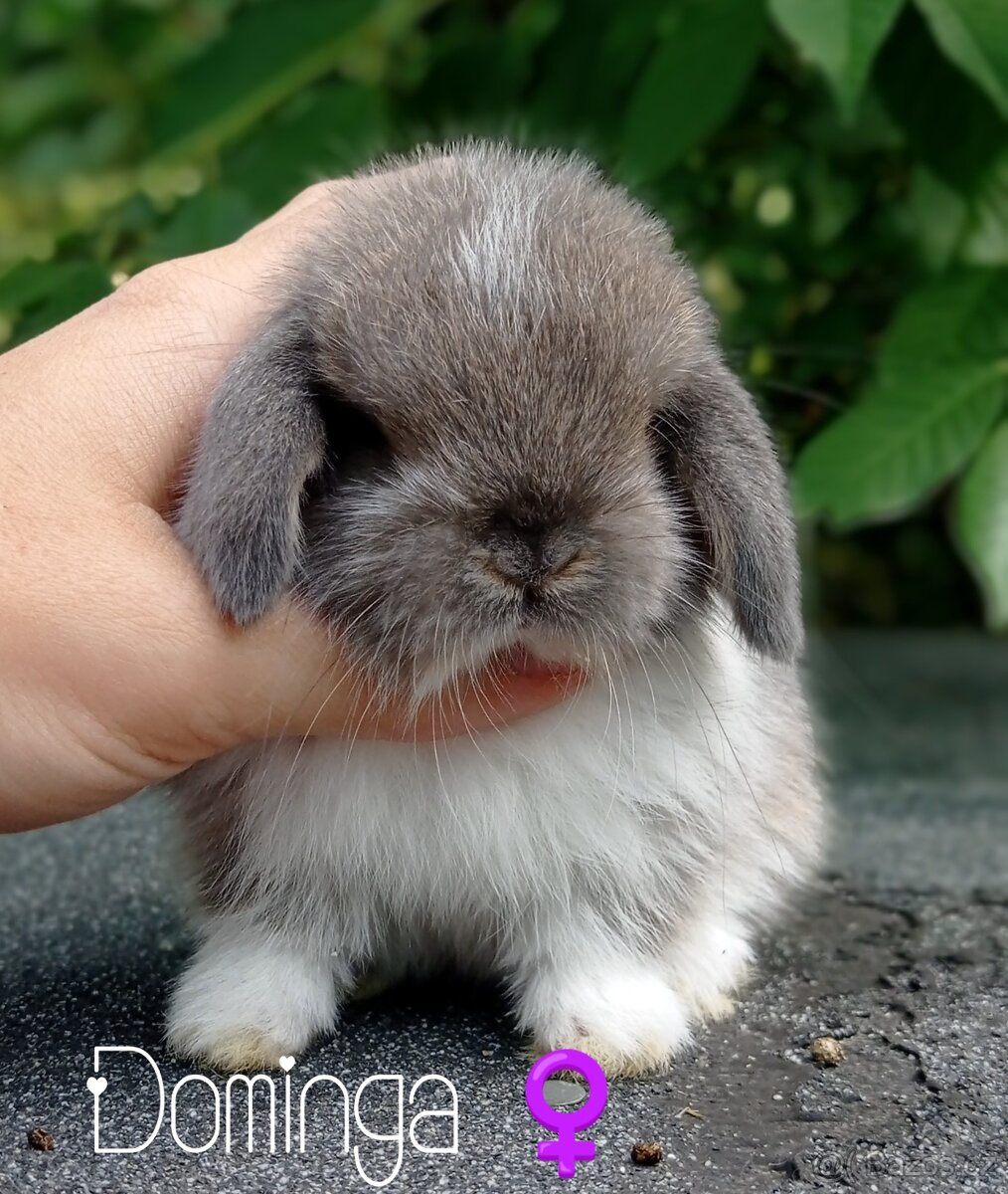 Zakrslý králíček Mini lop