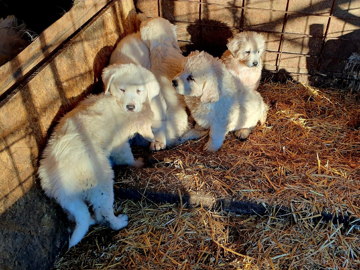 Slovenský čuvač štěňata