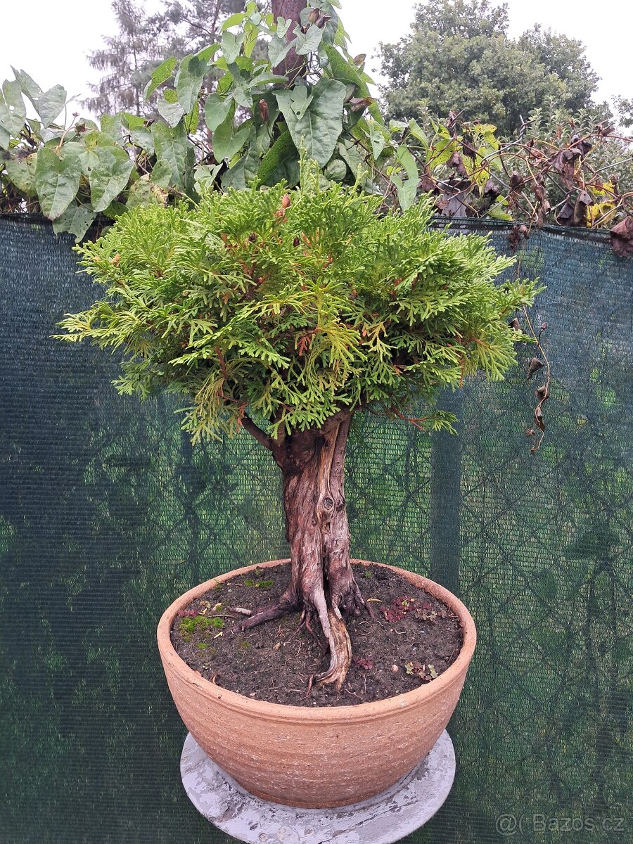 Bonsaj bonsai Thuje