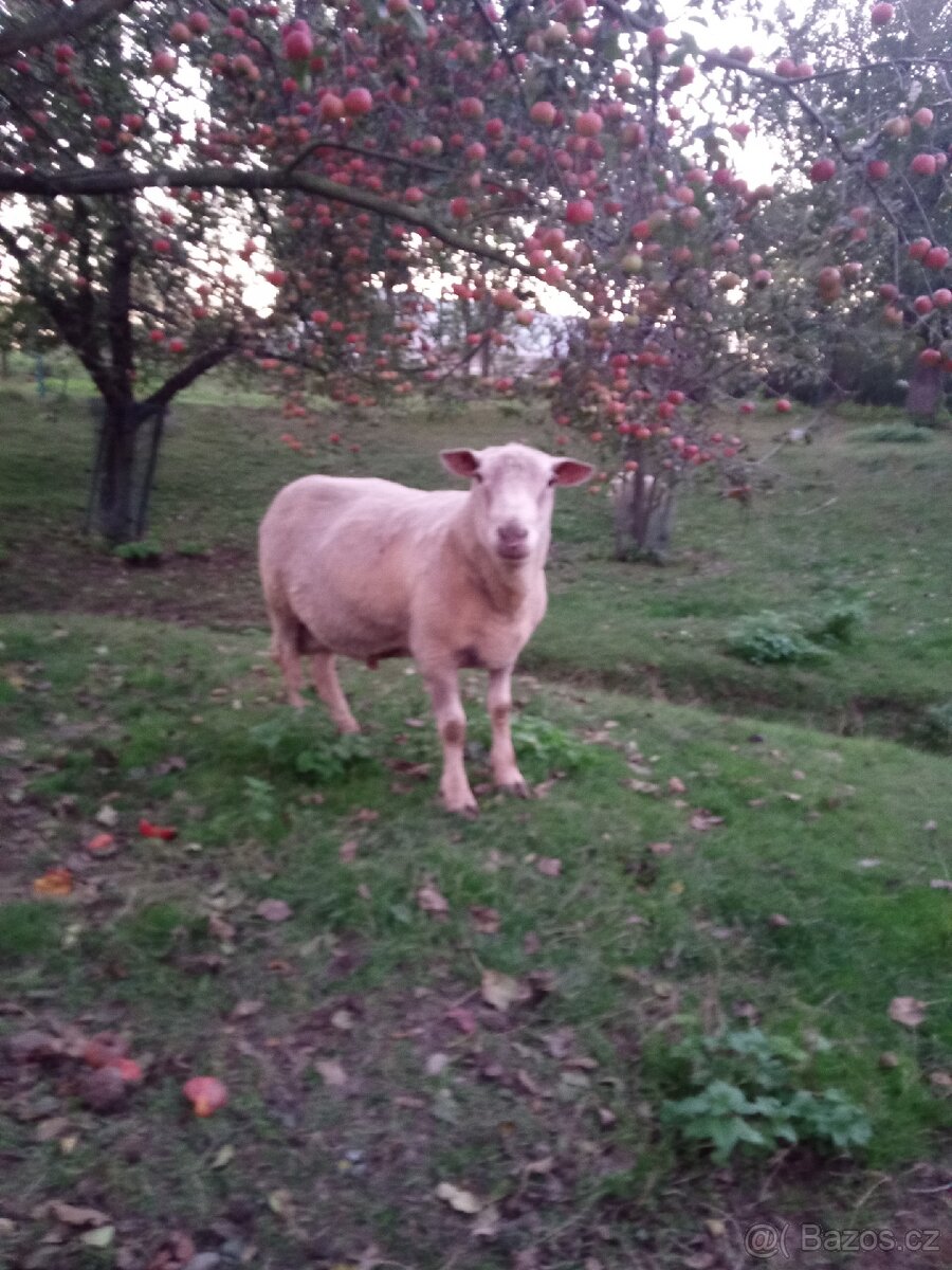 Beran do klobas