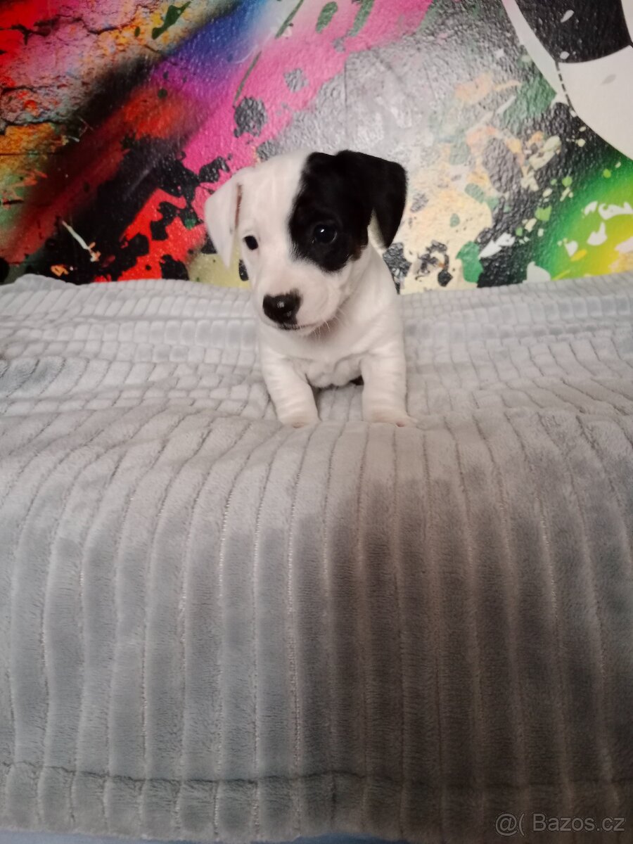Jack Russell