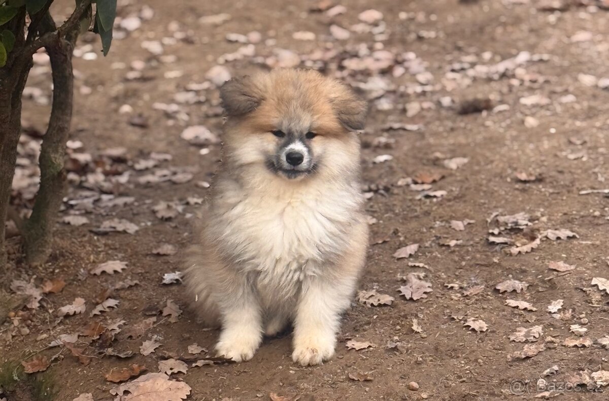 Akita Inu s průkazem původu (PP) - odběr ihned