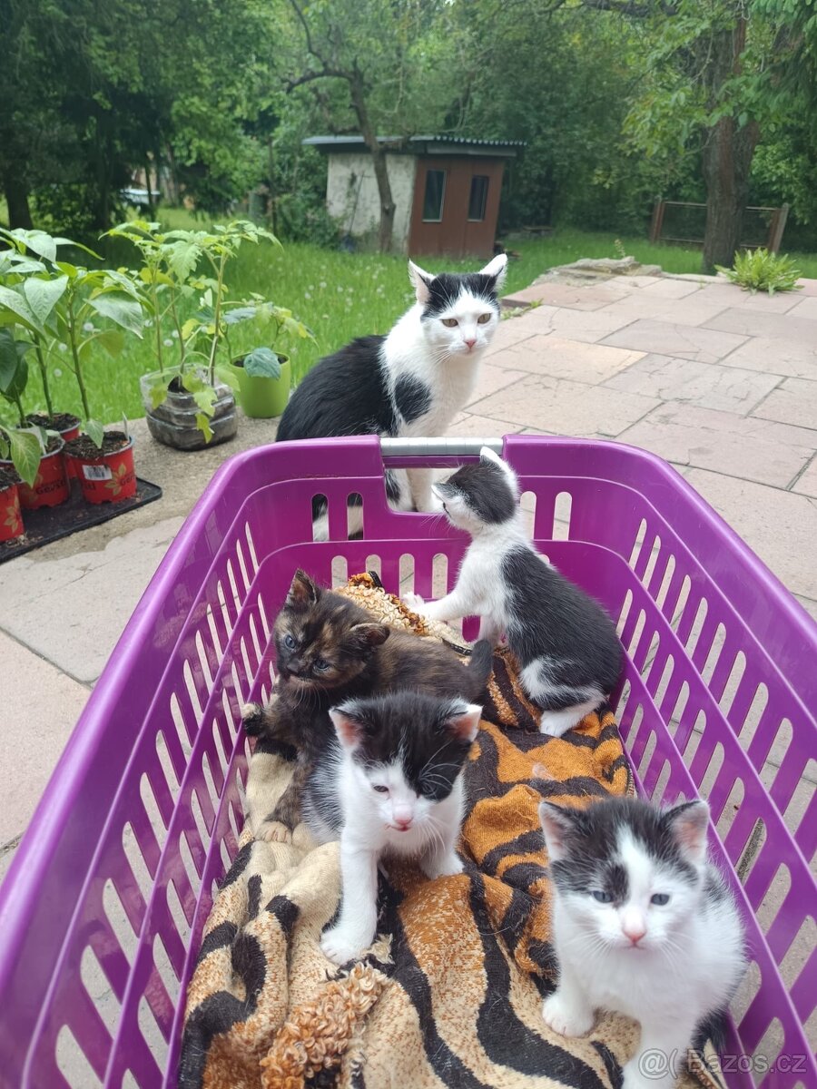 Kočička a koťatka 💞
