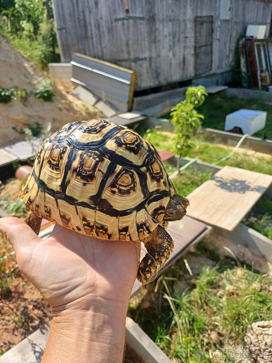 Želva pardálí samička