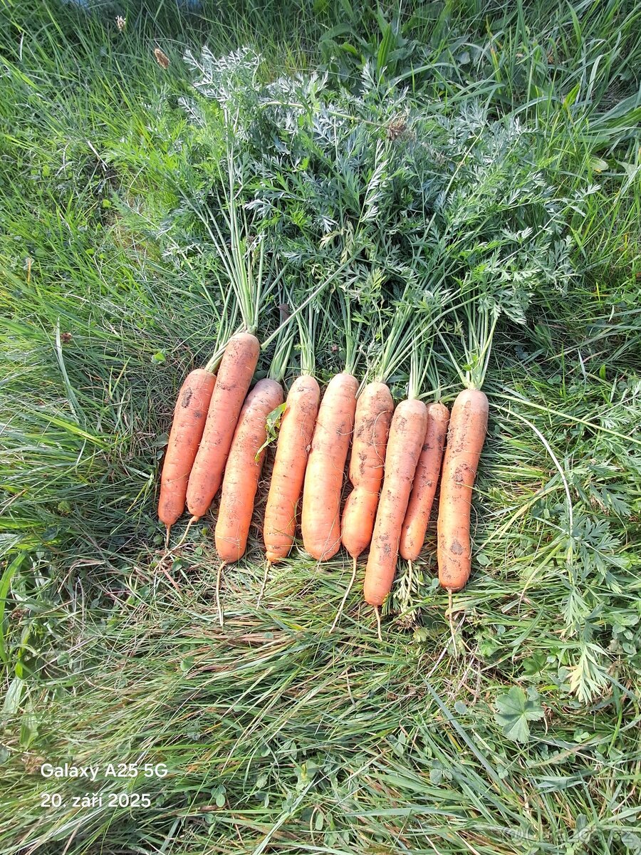 Prodám kvalitní ručně pěstovanou mrkev že zahrady.