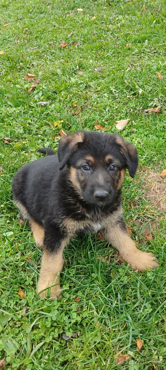 Německý ovčák - štěňata