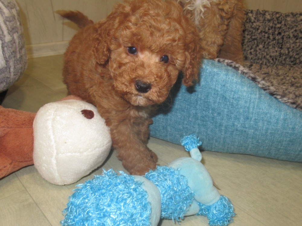 Maltipoo štěňátka