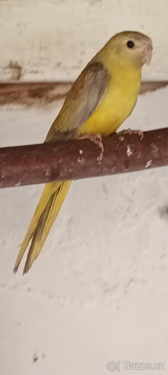 Neoféma tyrkysová skořice 0,1 kr.25