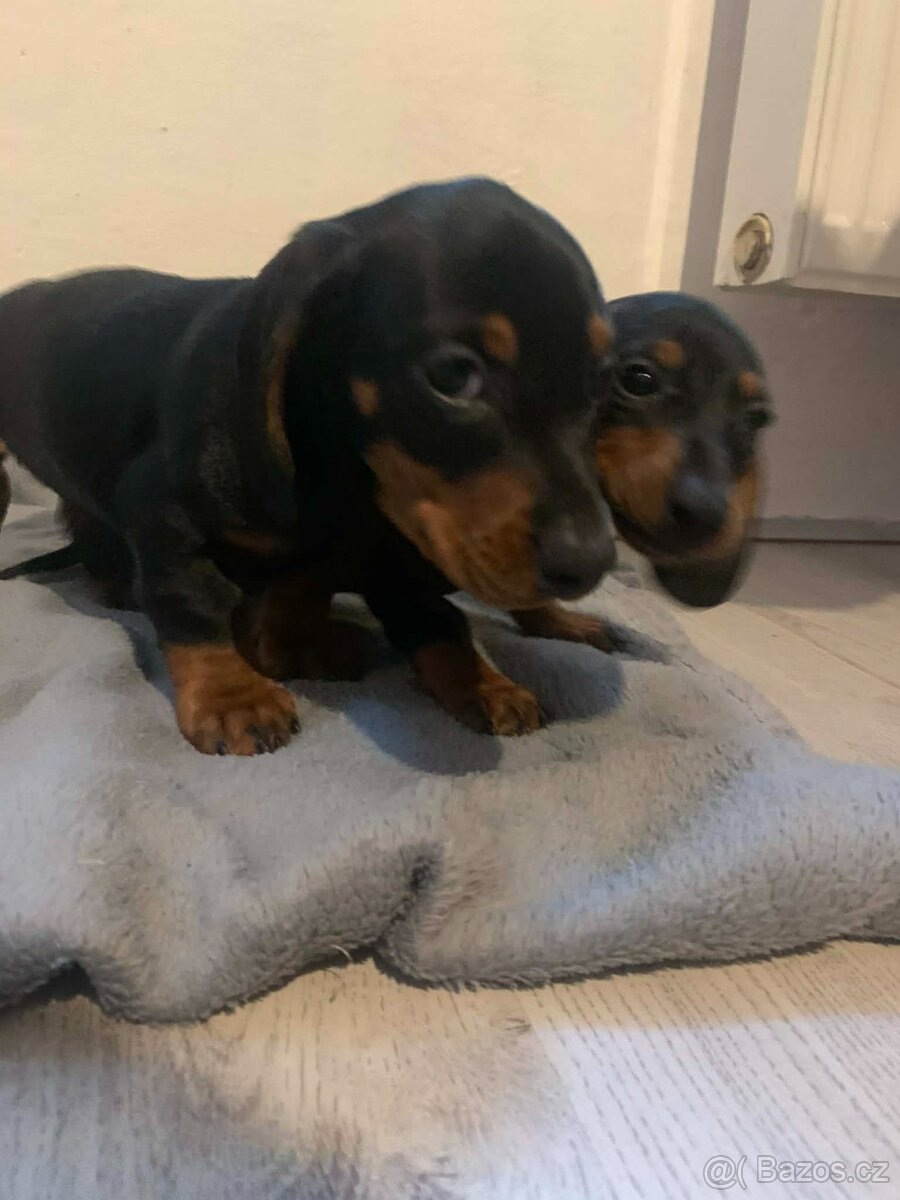 JEZEVČÍK HLADKOSRSTÝ