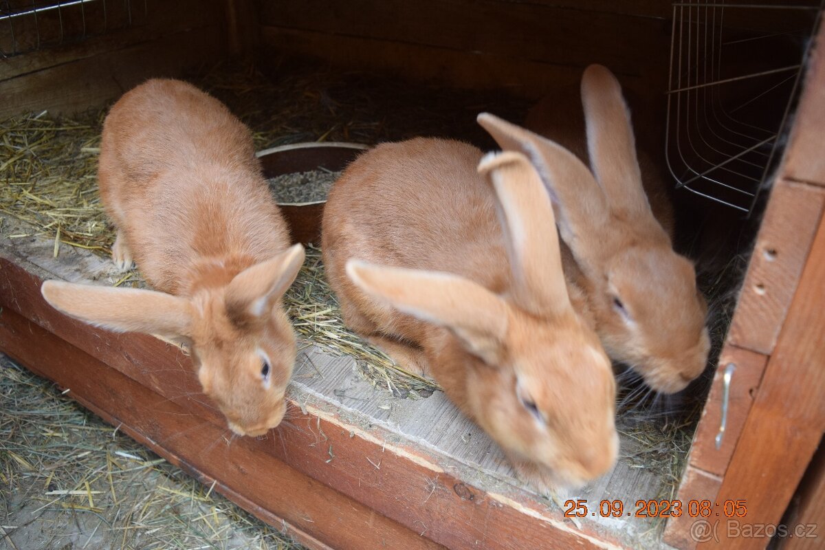 Burgundský králík