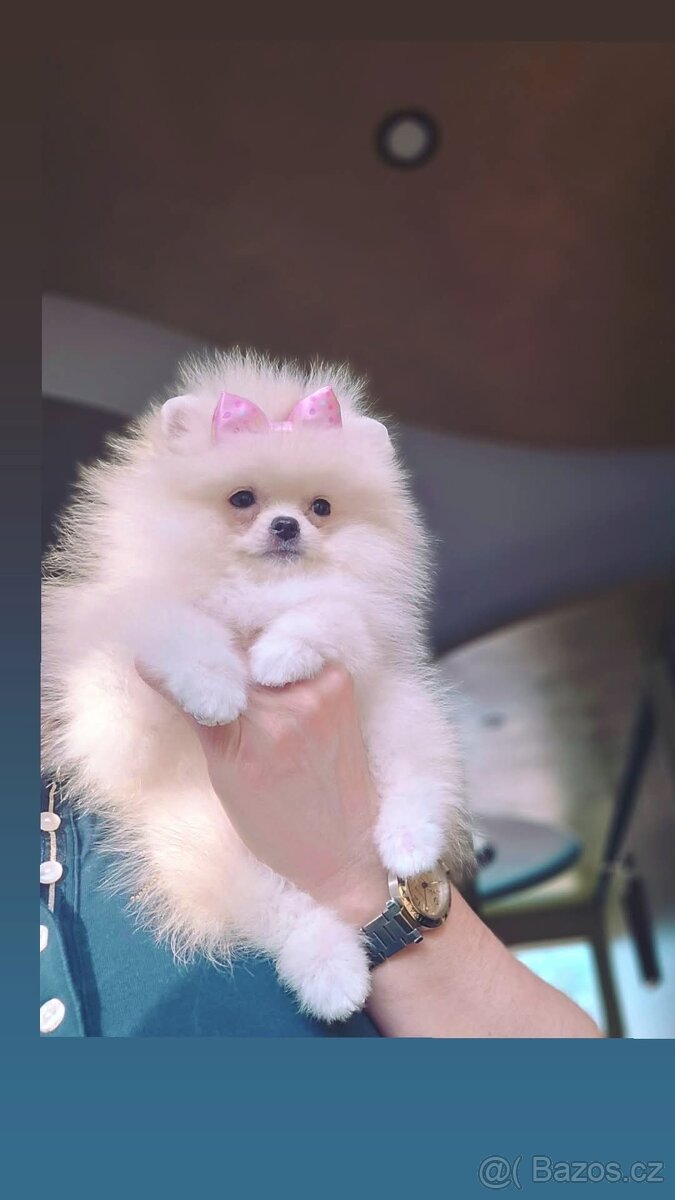 Pomeranian