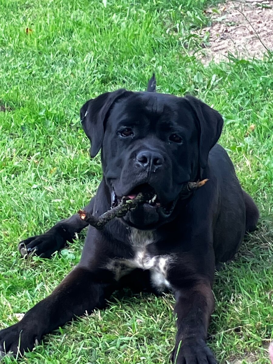 Cane Corso - kyrtí