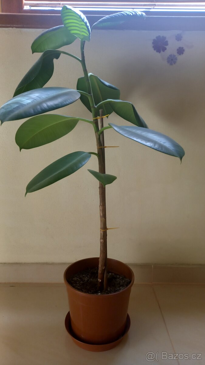 Ficus