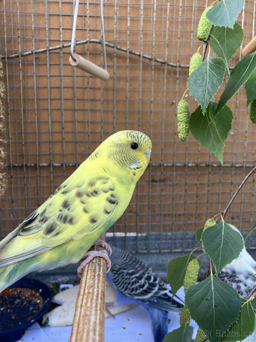 Mláďata - andulka vlnkovaná