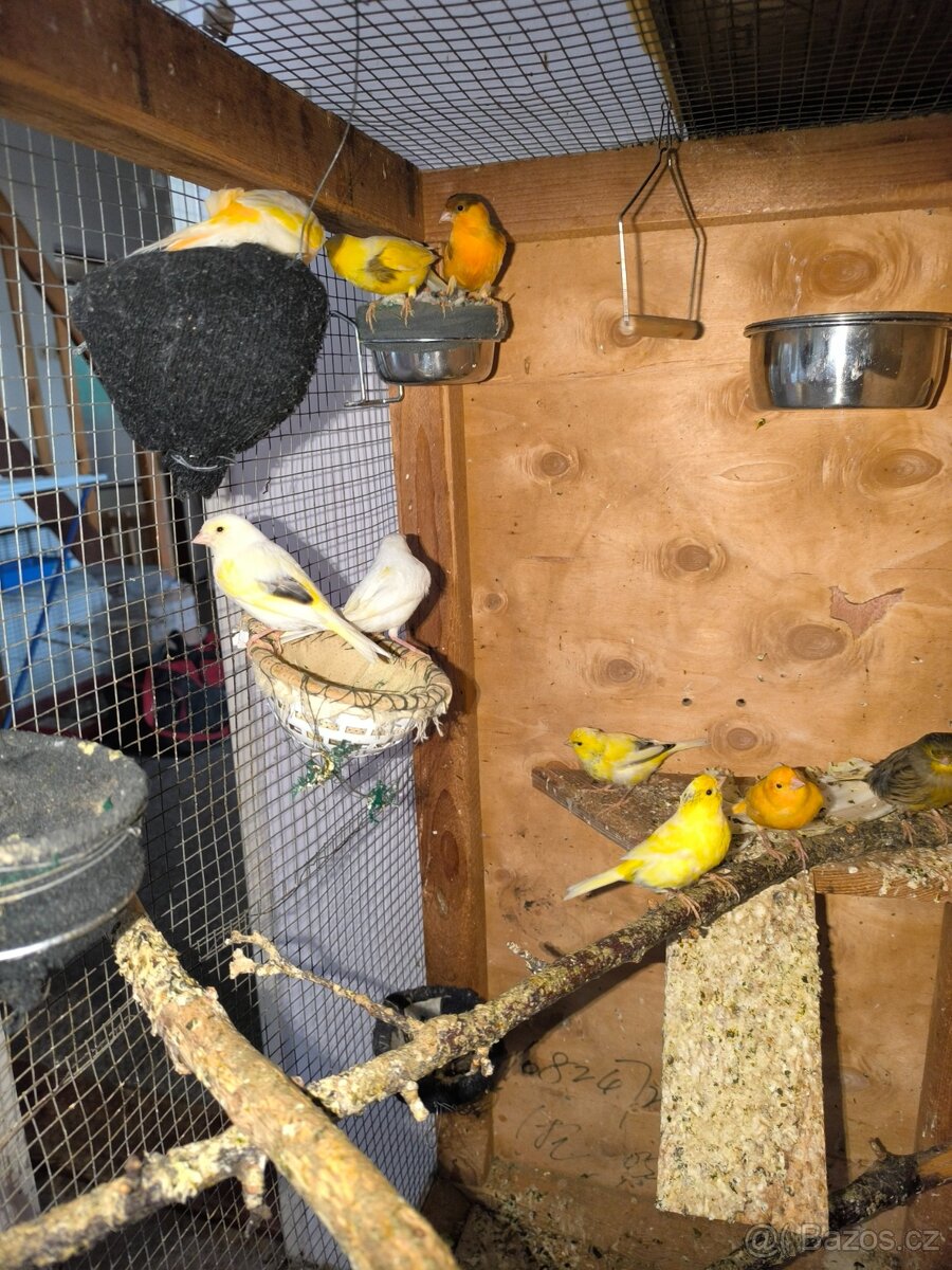 Kanarci