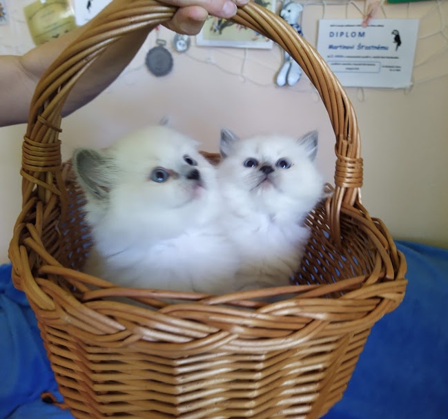 Koťátka ragdoll - poslední holčička