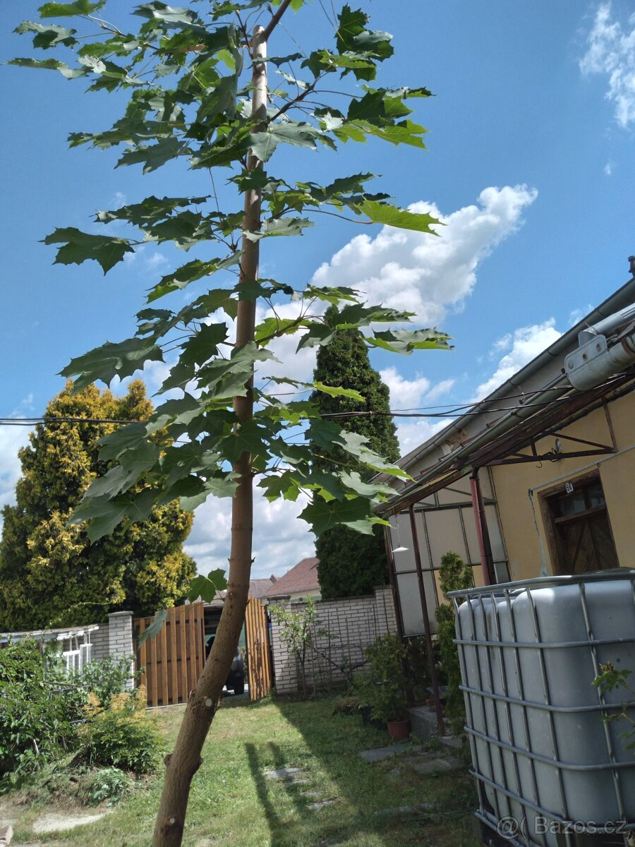 Javor mleč,velký.stromek v květináči- 2,6m