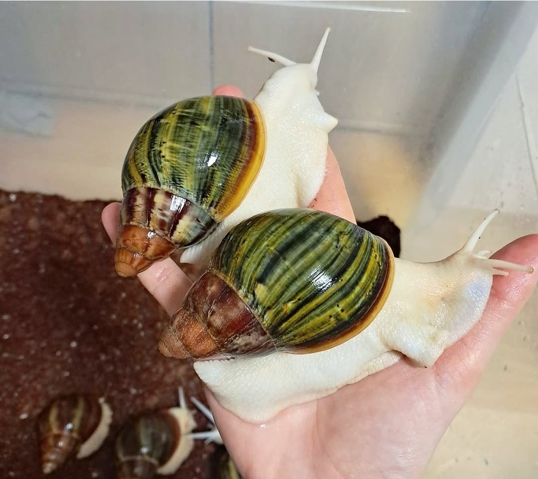 Archachatina Purpurea Ghana F2 - africký šnek