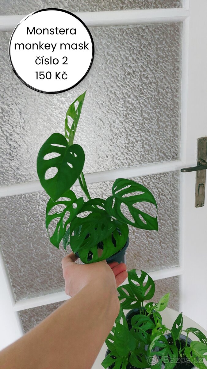 Monstera Monkey Mask - č. 2