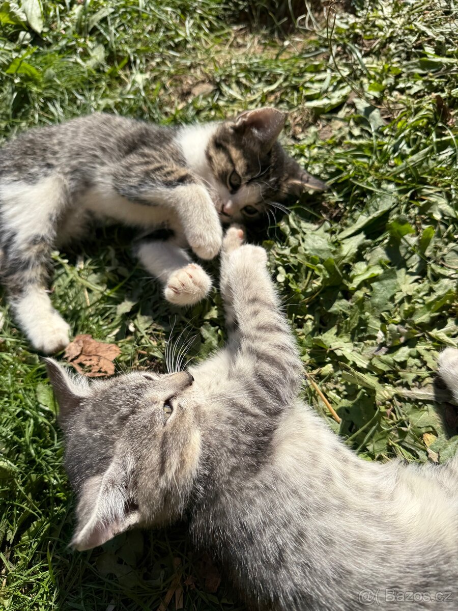 Kocourci